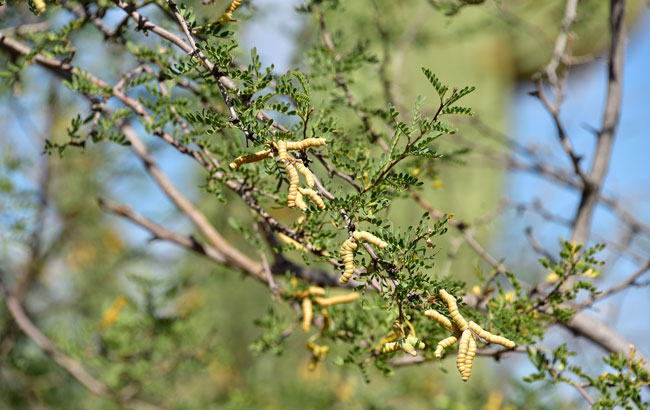 Prosopis pubescens, Screw Bean Mesquite, Southwest Desert Flora Prosopis pubescens, Screw Bean Mesquite, Southwest Desert Flora